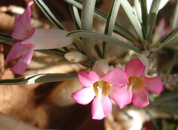 Adenium oleifolium new growth